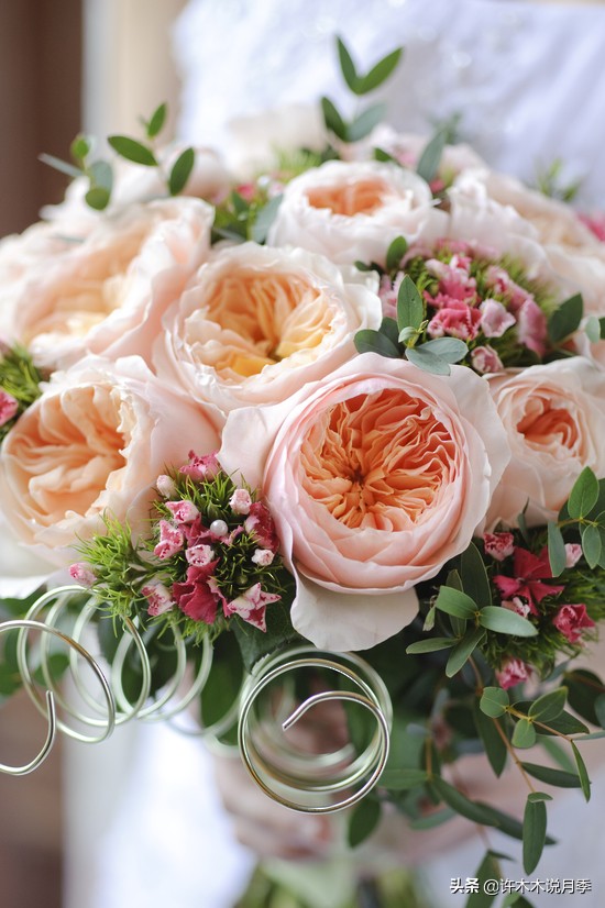 月季叶子发黄别让月季枯萎在手里,月季为什么长着黄叶死掉