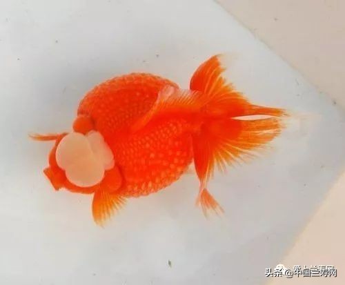 国宝级皇冠珍珠金鱼视频,皇冠珍珠金鱼视频