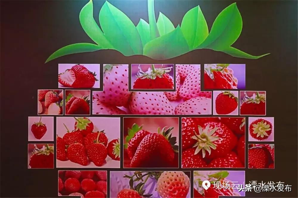 4月的溧水草莓好吃吗,丹东草莓和溧水草莓