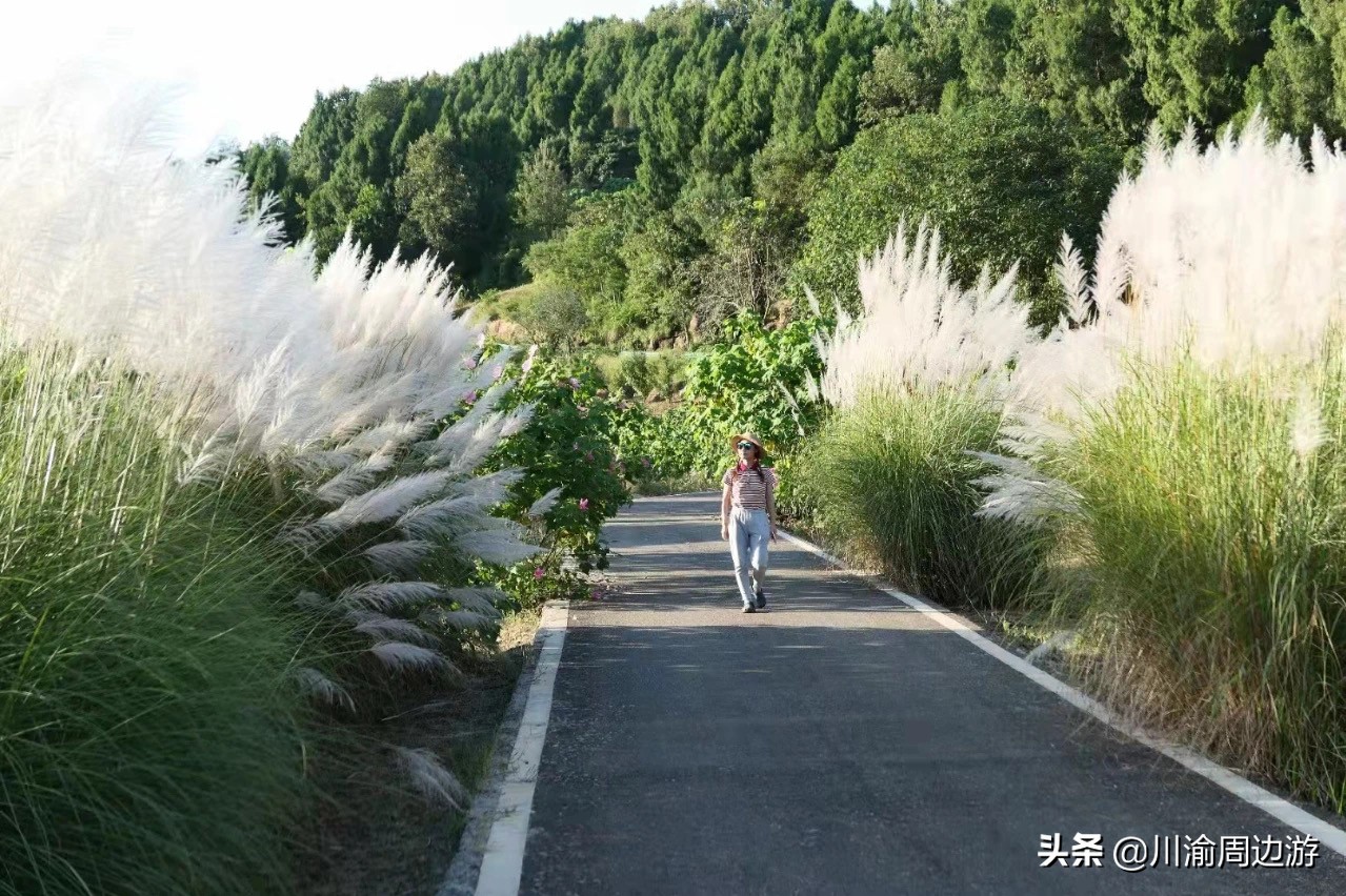 芙蓉千亩花海,芙蓉花花海