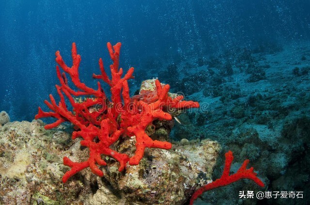 台湾稀世珍宝排名,台湾奇石精品图片