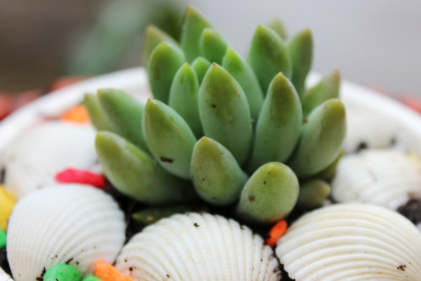 多肉千佛手叶片发蔫？这4种情况都有可能导致，看看如何解决！