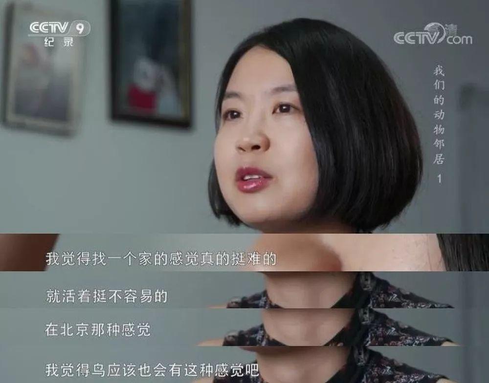 央视拍这种片怎么就没「流量」