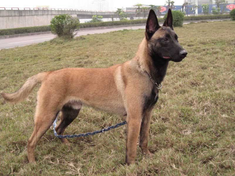 在狗市挑一只双血统马犬,小马犬怎么挑好的狗粮呢