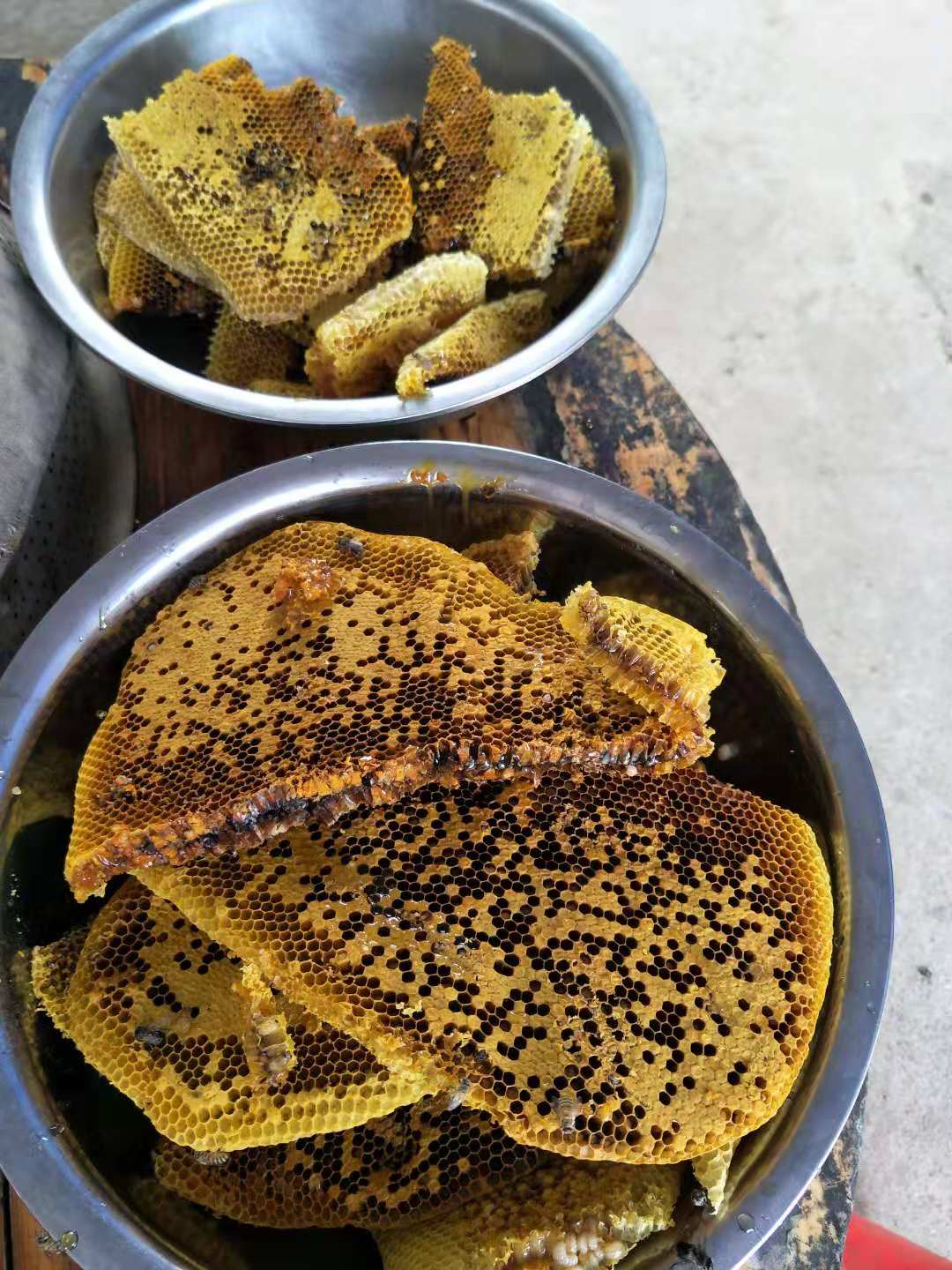 野生蜜蜂选巢全过程,找蜜蜂老巢最简单方法