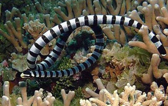 东北有毒蛇么,有毒的蛇图片有哪些