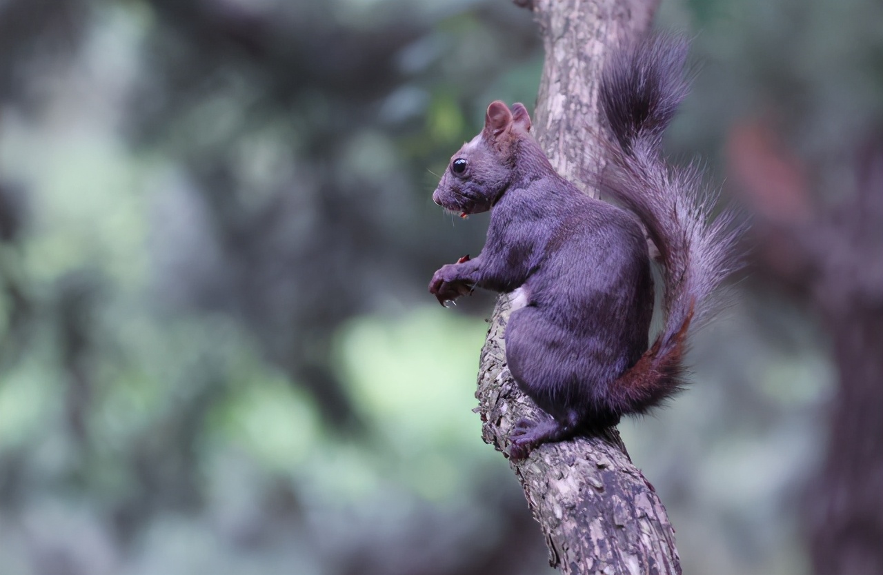 佳能最值得买的三个镜头,佳能全画幅无反推荐