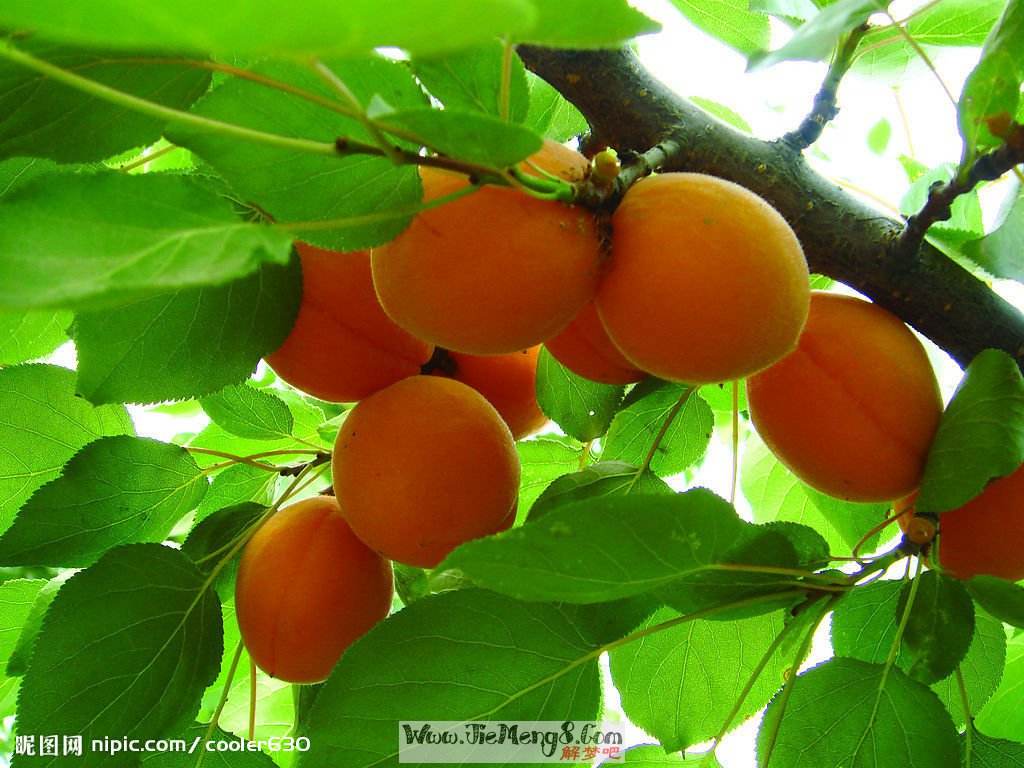 我与麦黄杏的恩恩怨怨