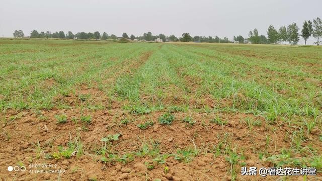 花生田杂草管理,花生田杂草有哪几种