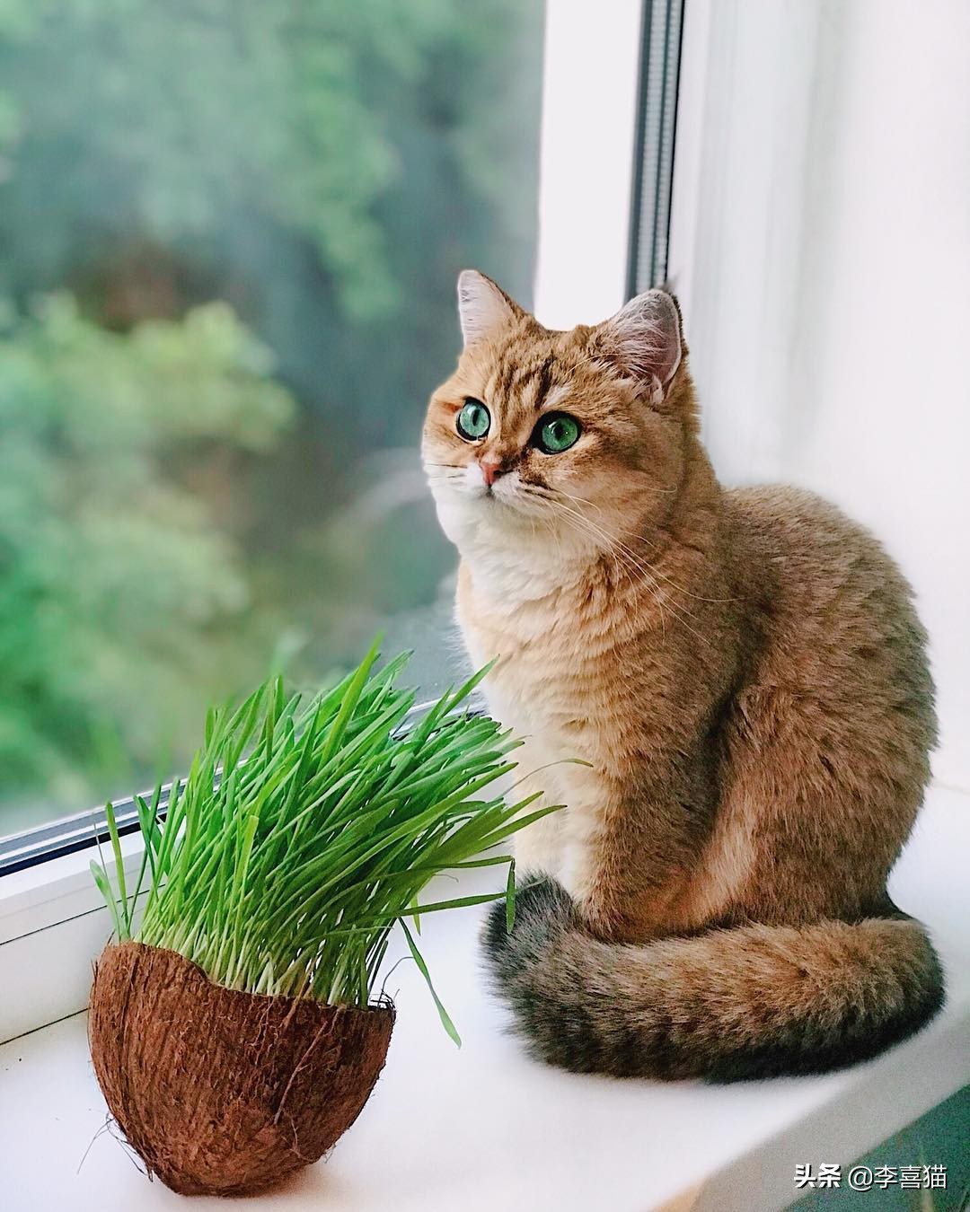 猫咪喂猫粮还抓老鼠吗,猫咪是天生会抓老鼠吗要不要教