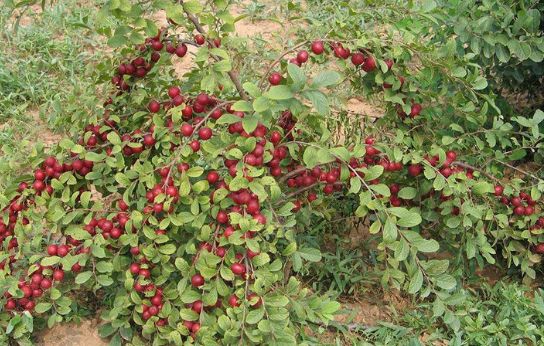 农村常有的还可以吃的野果是什么,小时候在农村经常吃的十种野果