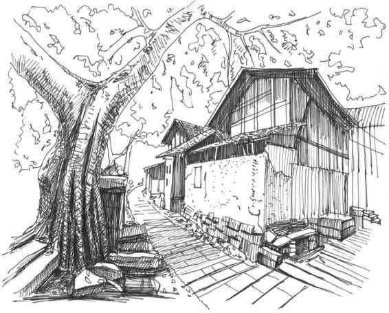 速写风景初学者入门教程,速写风景初学者入门教程植物