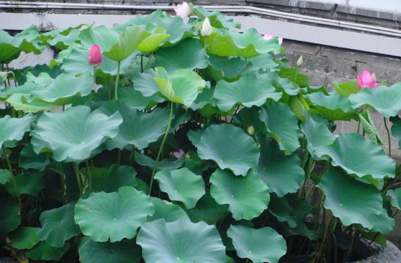 荷花盆栽土怎么准备才能养活呢,令箭荷花换盆用什么土最好