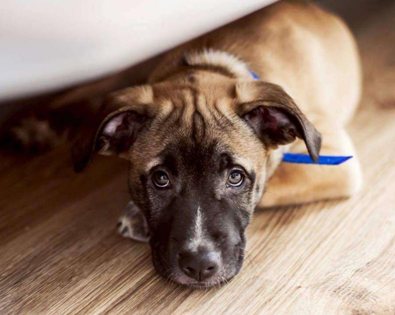 两天不遛狗对狗狗产生的影响,不带狗狗外出遛狗