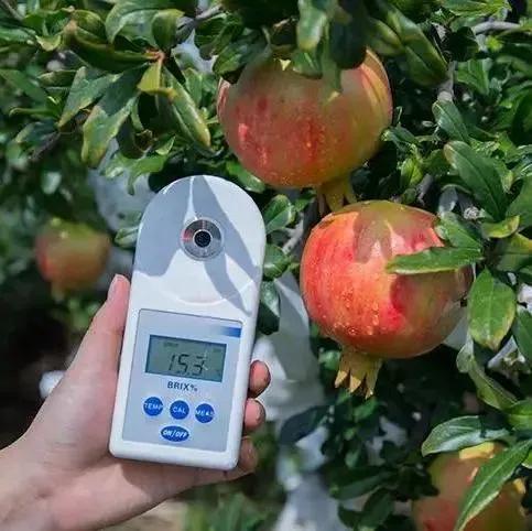 突尼斯石榴是不是都是爆汁的呢,好吃不吐籽的突尼斯软籽石榴来了