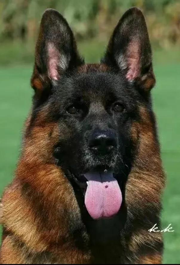 我的狗情结(三)