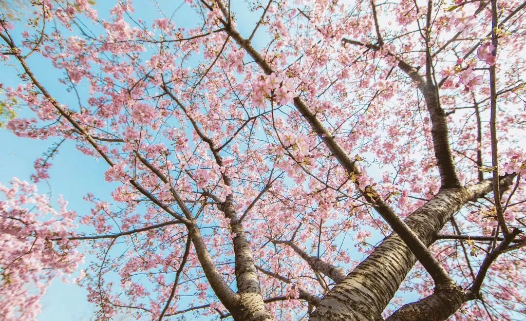 小众赏樱胜地,魔都赏樱旅游攻略