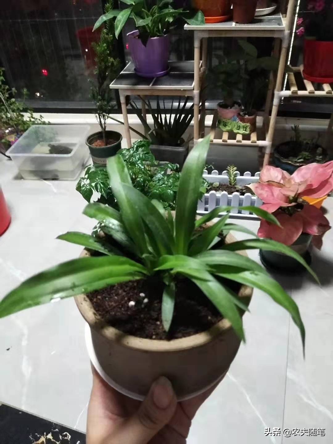 涅槃重生后的吊兰，让我的世界都是花香