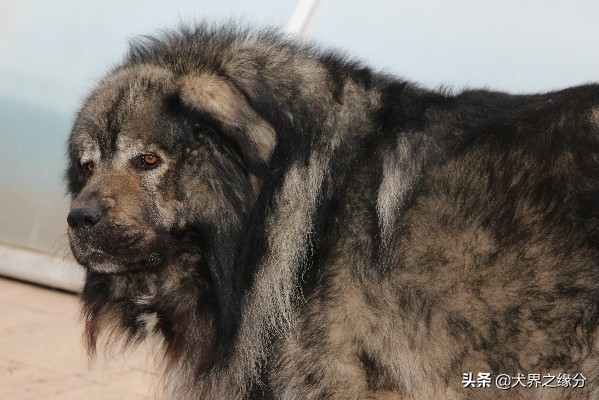 世界上被禁养的大猛犬,世界上被禁养的10大猛犬