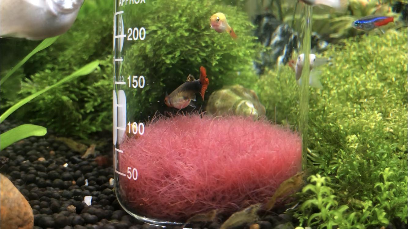 请问一下买回家的红线虫怎样饲养,红线虫是怎么伤害鱼儿的呢