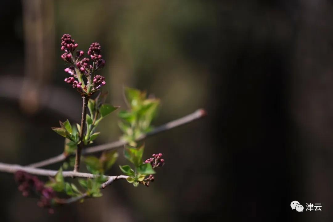天津即将完工的公园,天津新开放的公园