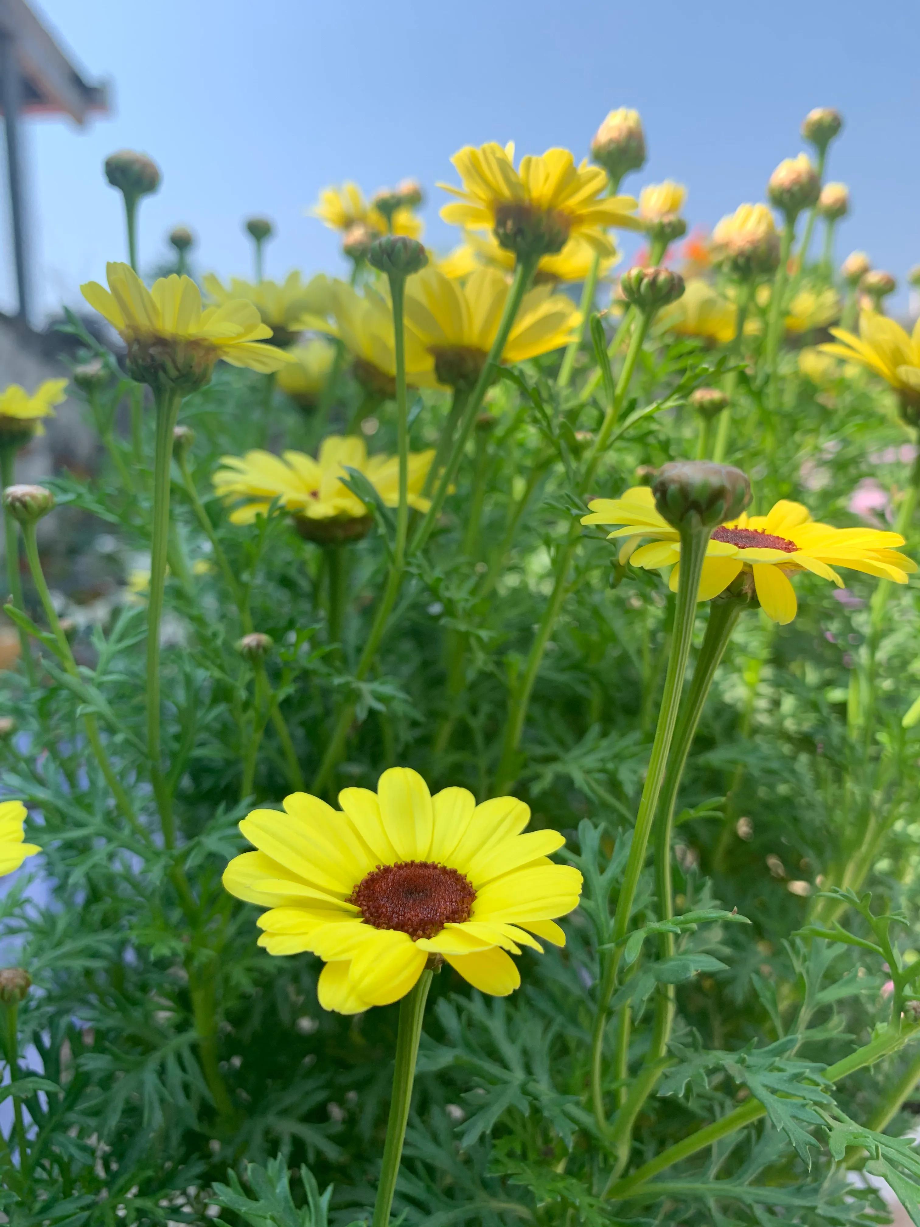 给植物浇水枝繁叶茂,给植物淋雨