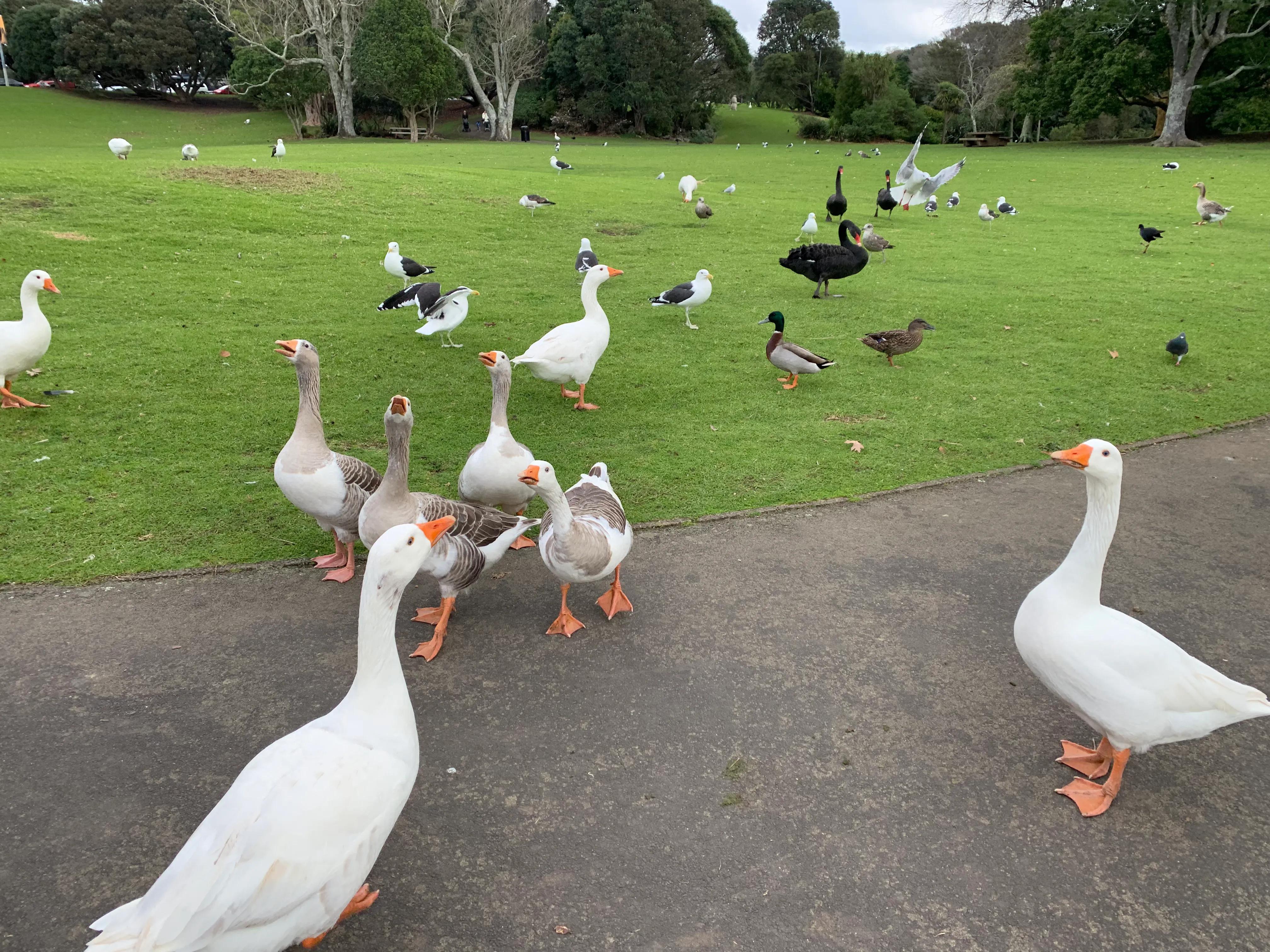 在新西兰上班是什么感觉 (新西兰生活工作怎么样)