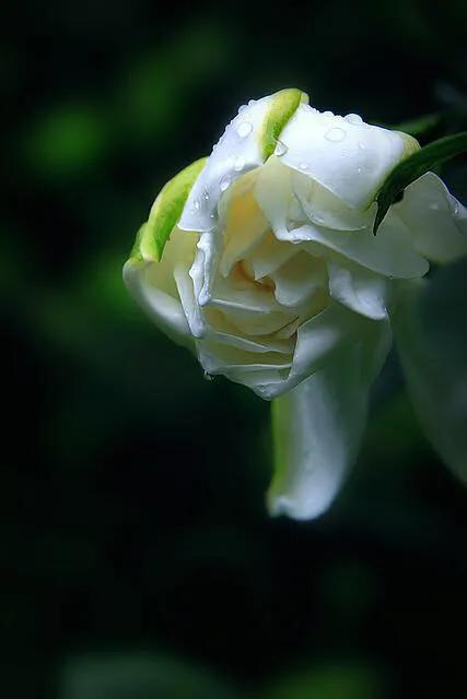 栀子花开满屋清香,栀子花开香气满园