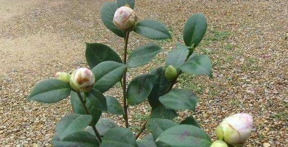 茶花叶发黄茶花苞打不开什么原因,茶花花苞打不开发黑掉落什么原因