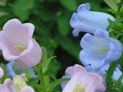 风铃草种子种植方法全过程,风铃草的养殖方法