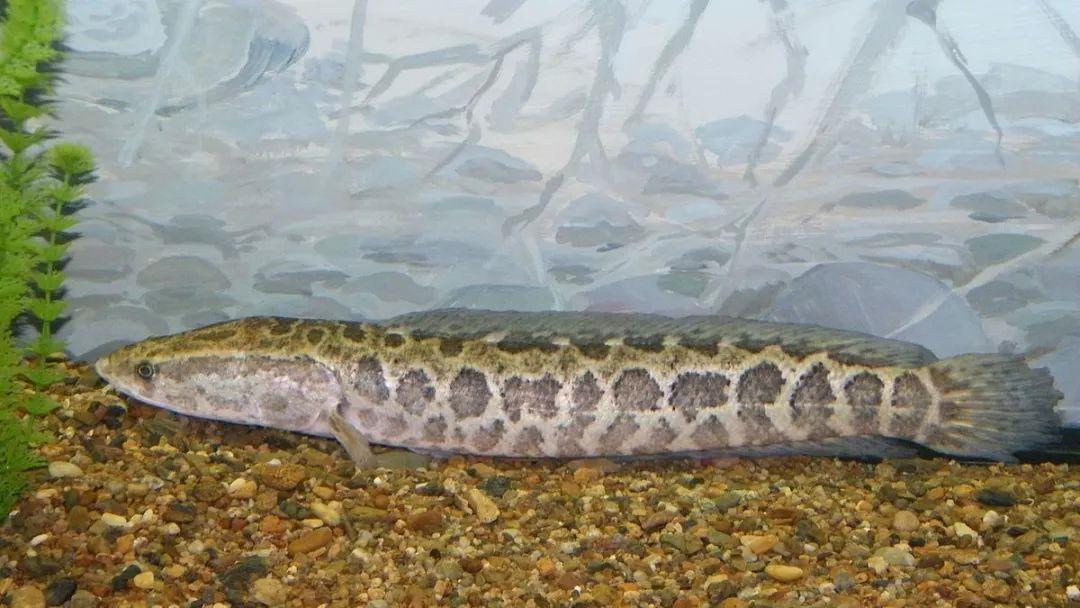 淡水鱼种类黑鱼图片,淡水鱼介绍系列之十七乌鳢