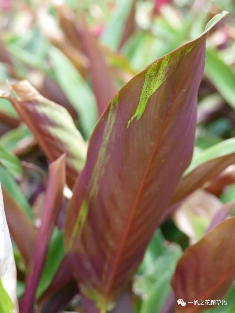 紫背竹芋卧花竹芋,紫背竹芋图片和名称