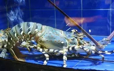 醴陵市海鲜收藏排行榜,海鲜礼盒收藏价格表图