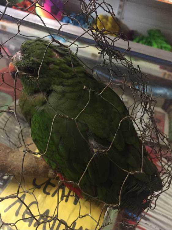 国王鹦鹉多少钱,外国鹦鹉多少钱一只