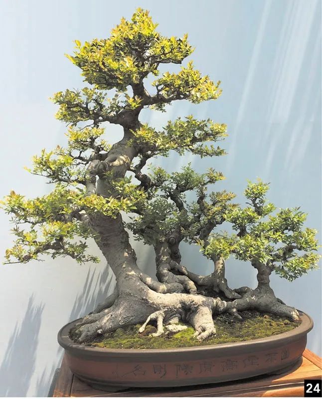 盆景修行,学习盆景技术最好的书