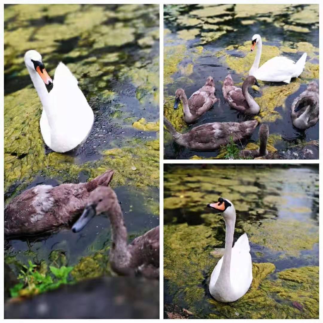 去英国旅游要学会英语吗,去英国旅游英语要到什么水平