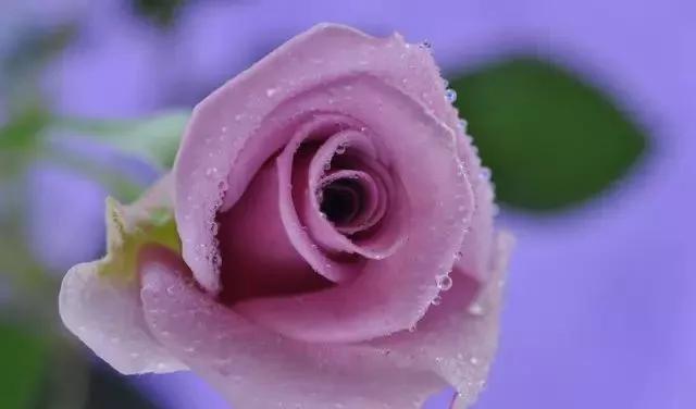 100种玫瑰图片大全,100种玫瑰鲜花你认识吗