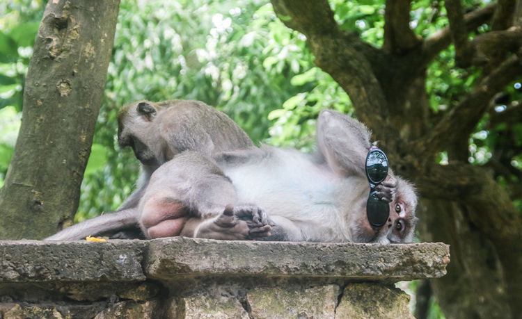 意大利旅游团骗局,意大利旅游骗局揭秘