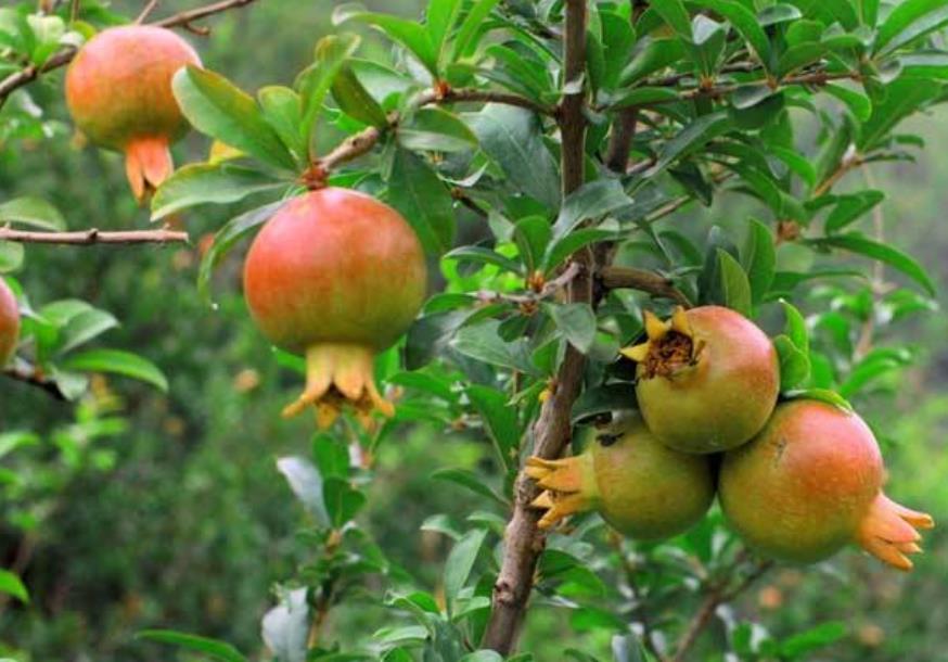 想要石榴开花春季能修剪吗,石榴树要想快速结果