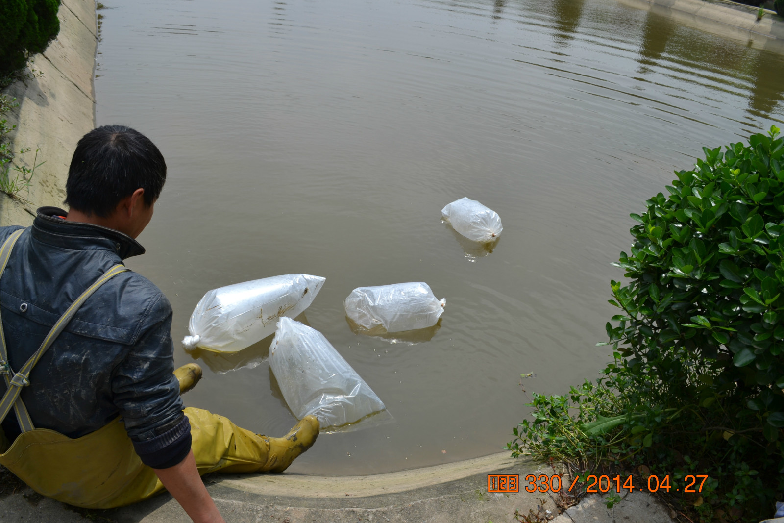 锦鲤池养殖方法图解,锦鲤繁殖全过程纪录片
