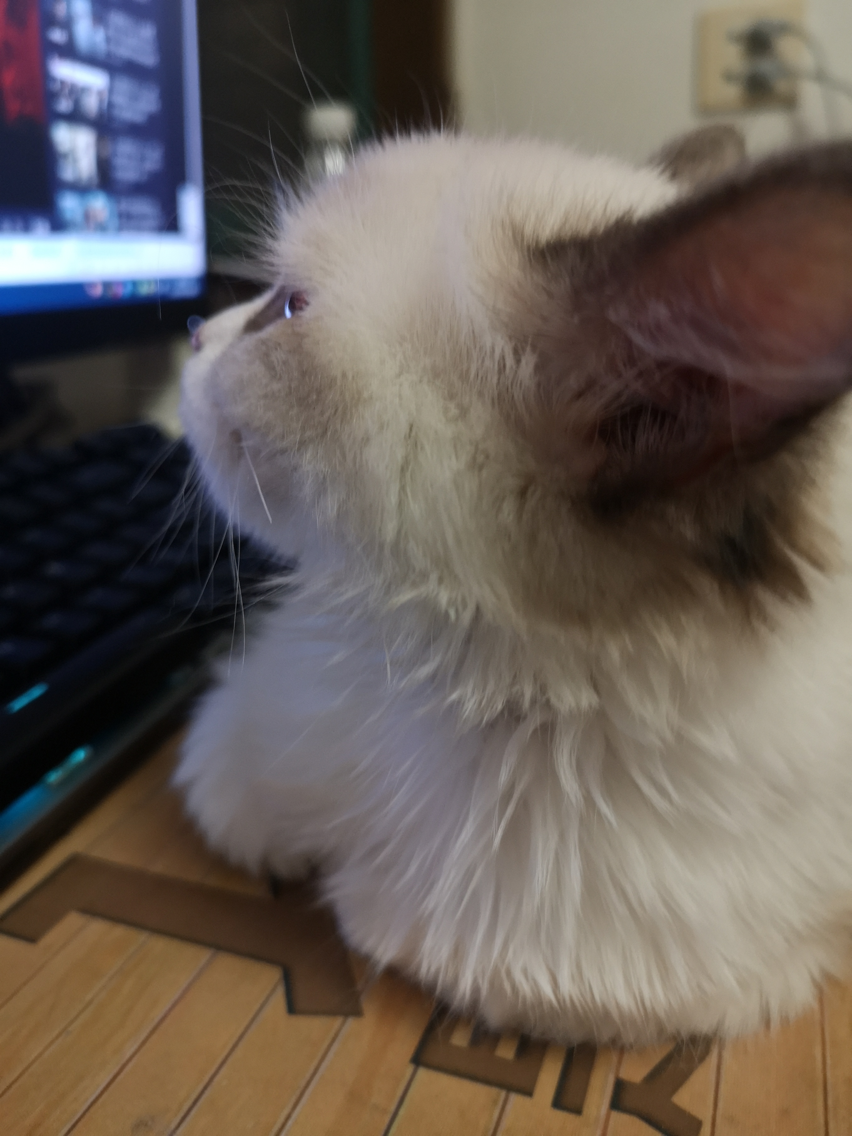 猫咪最佳繁育季节,春天来了又到了猫咪繁殖的季节