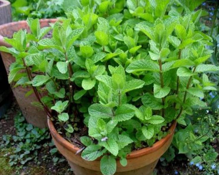 薄荷扦插生根最快方法,薄荷的正确扦插方法图