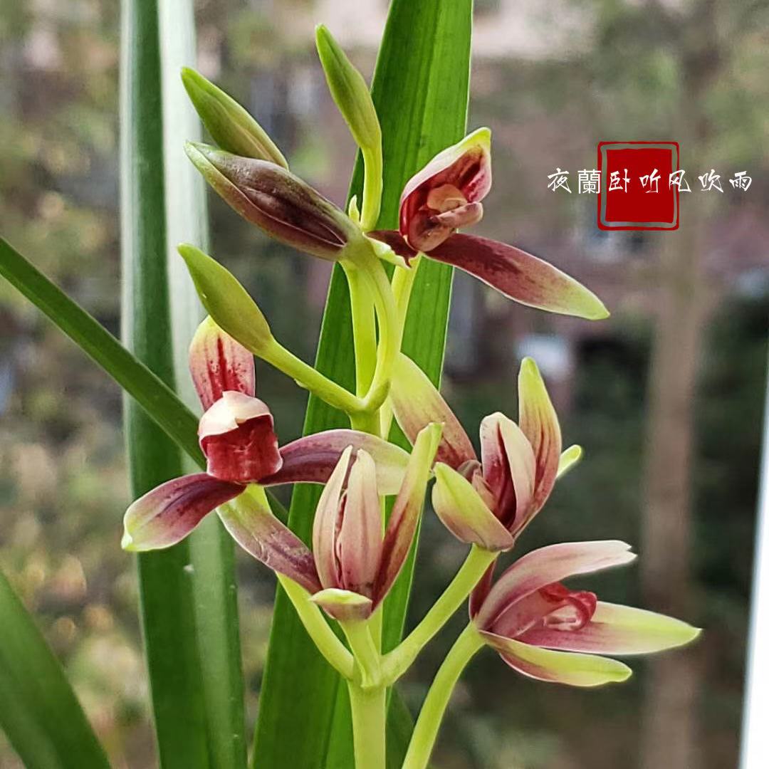 兰花上盆前晾根一般晾多久,裸根兰花上盆前需要泡根吗