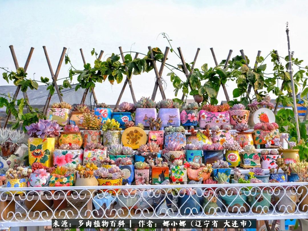 你是盆我是花，你护我周全，我为你绽放