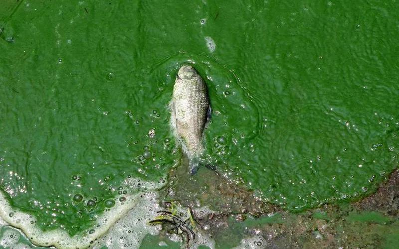 防控蓝藻,蓝藻的危害和防治的方法