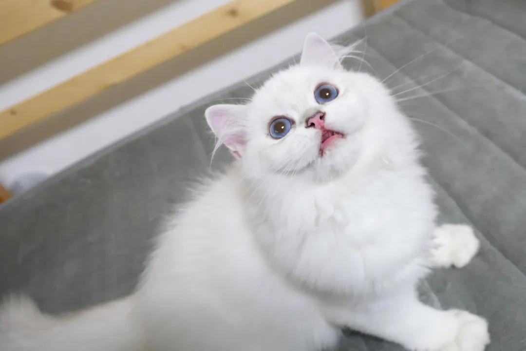 定期帮猫咪去浮毛很重要,定期给猫驱虫还会有跳蚤吗