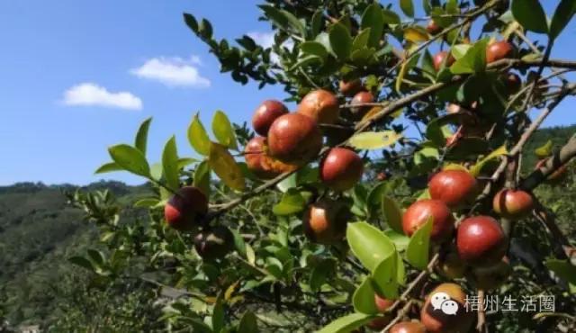 茶油粘锅,茶油炸锅巴