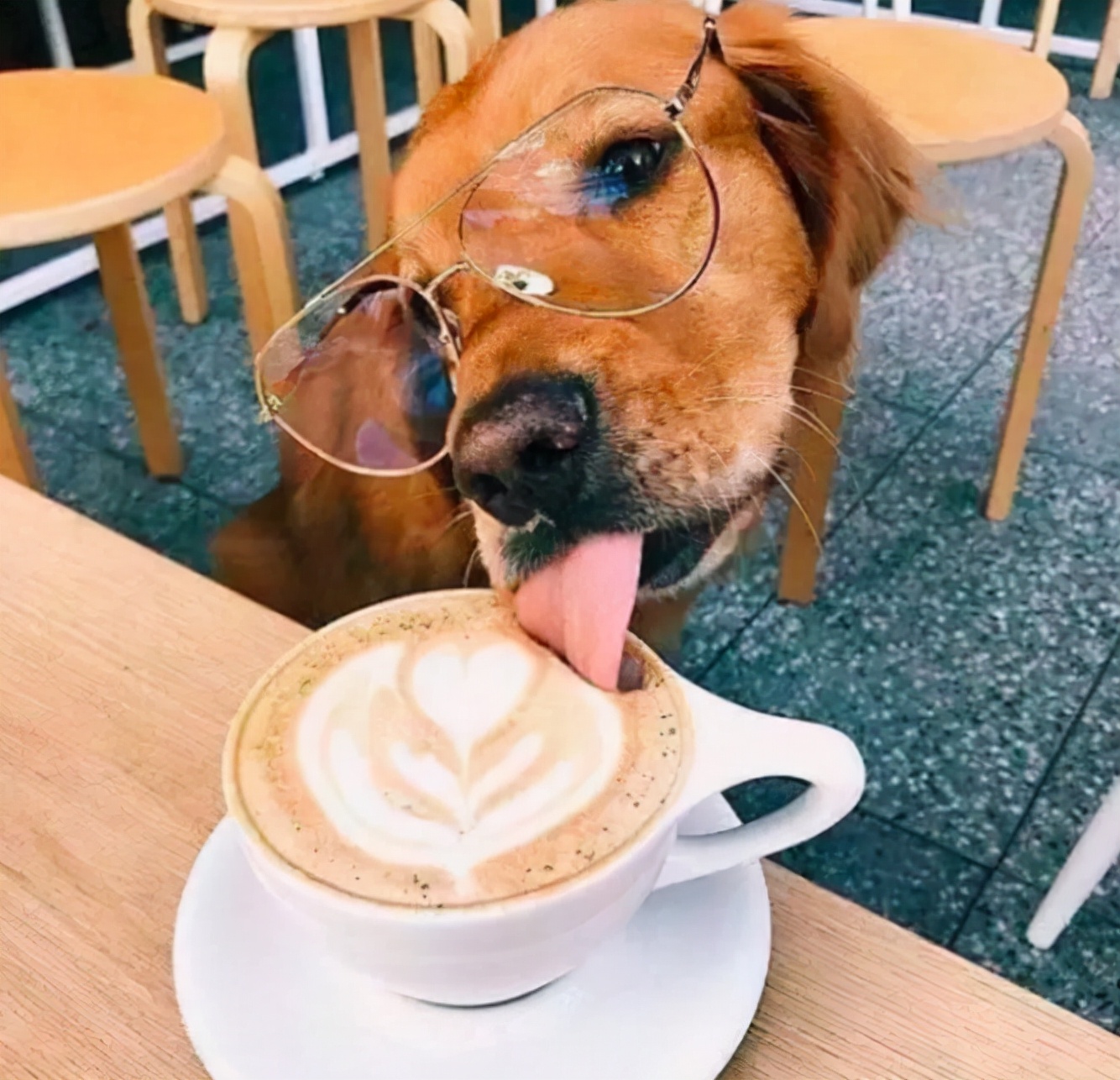 不能给狗狗吃的四种食物,这10种食物不要给孩子吃