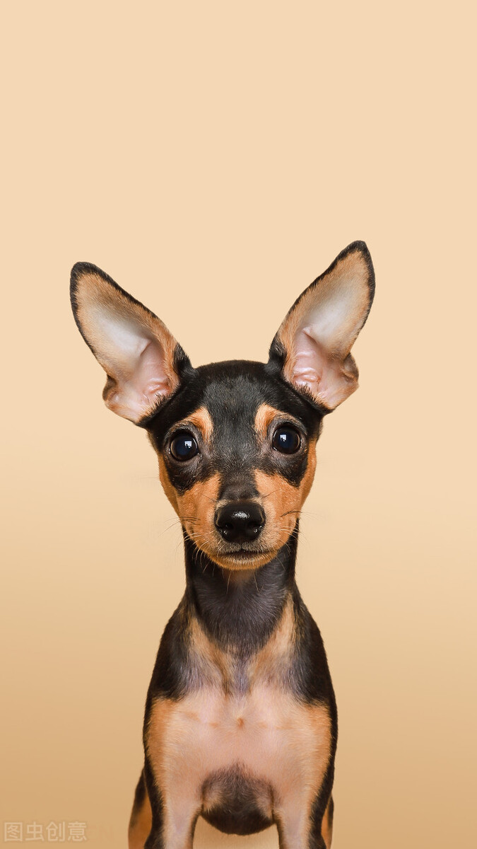 小鹿犬的训练方法,如何训练6个月的小鹿犬