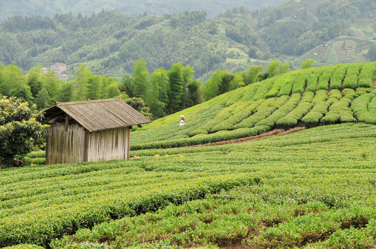 自炒茶叶纯天然,云南茶传统柴火手工炒茶